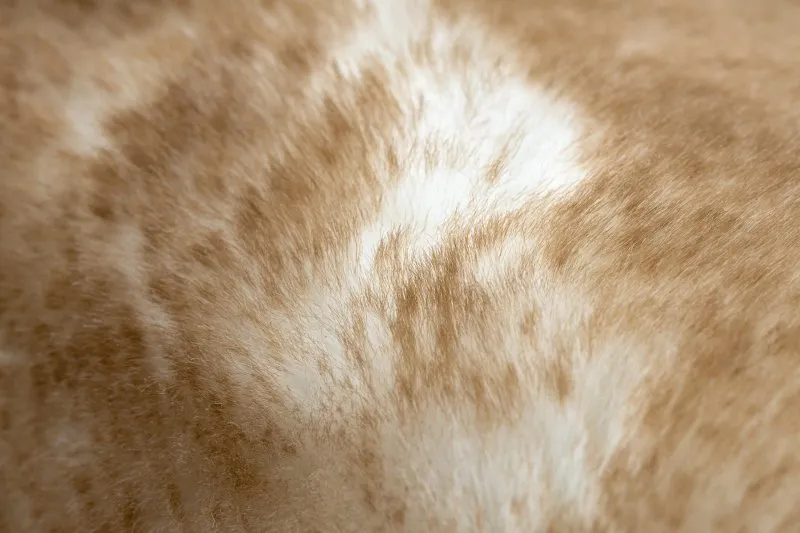 Moderner Waschteppich LAPIN Shaggy, Antirutsch elfenbein / braun